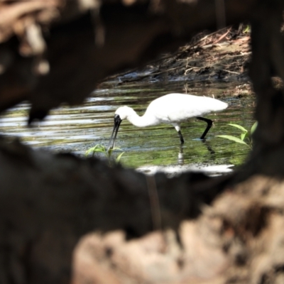 Platalea regia (Royal Spoonbill) at Cranbrook, QLD - 24 Nov 2019 by TerryS