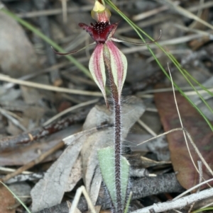 Caladenia actensis at suppressed - 14 Sep 2021