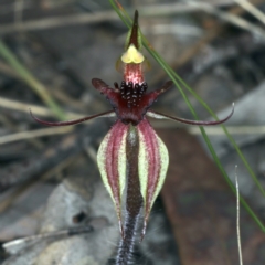 Caladenia actensis at suppressed - 14 Sep 2021