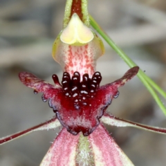 Caladenia actensis at suppressed - 14 Sep 2021