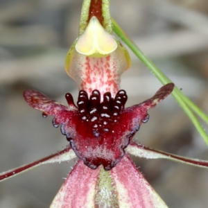 Caladenia actensis at suppressed - 14 Sep 2021