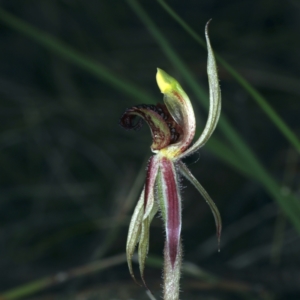 Caladenia actensis at suppressed - 14 Sep 2021