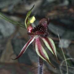 Caladenia actensis at suppressed - 14 Sep 2021