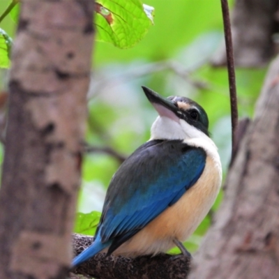 Todiramphus sanctus (Sacred Kingfisher) at Cranbrook, QLD - 12 Sep 2021 by TerryS