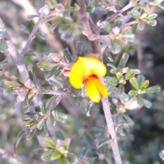 Pultenaea microphylla (Egg and Bacon Pea) at MTR591 at Gundaroo - 15 Sep 2021 by MaartjeSevenster