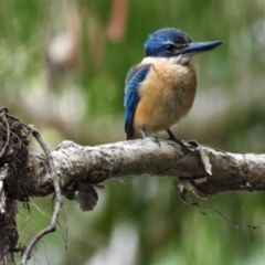 Todiramphus sanctus (Sacred Kingfisher) at Cranbrook, QLD - 8 Jun 2019 by TerryS