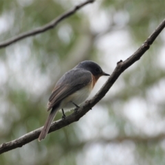 Myiagra rubecula (Leaden Flycatcher) at Cranbrook, QLD - 8 Jun 2019 by TerryS