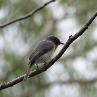 Myiagra rubecula (Leaden Flycatcher) at Cranbrook, QLD - 8 Jun 2019 by TerryS