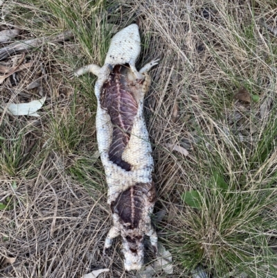 Tiliqua scincoides scincoides (Eastern Blue-tongue) at Hughes, ACT - 15 Sep 2021 by KL