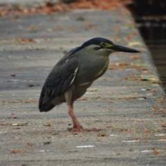 Butorides striata (Striated Heron) at Cranbrook, QLD - 19 Dec 2020 by TerryS