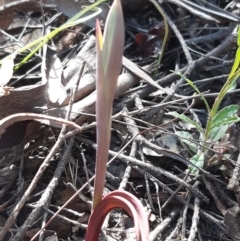 Calochilus sp. (A Beard Orchid) at Downer, ACT - 14 Sep 2021 by mlech