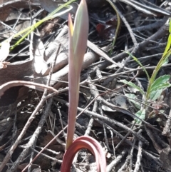 Calochilus sp. (A Beard Orchid) at Downer, ACT - 13 Sep 2021 by mlech