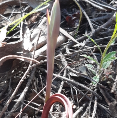 Calochilus sp. (A Beard Orchid) at Downer, ACT - 14 Sep 2021 by mlech