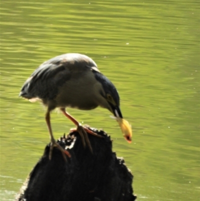 Butorides striata (Striated Heron) at Cranbrook, QLD - 2 Dec 2019 by TerryS