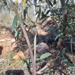 Calochilus sp. (A Beard Orchid) at Downer, ACT - 14 Sep 2021 by mlech