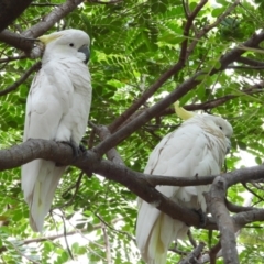 Cacatua galerita (Sulphur-crested Cockatoo) at Cranbrook, QLD - 3 Aug 2019 by TerryS