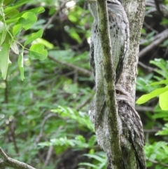 Podargus strigoides (Tawny Frogmouth) at Cranbrook, QLD - 25 Feb 2020 by TerryS