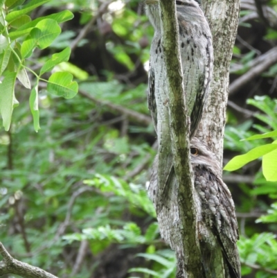 Podargus strigoides (Tawny Frogmouth) at Cranbrook, QLD - 26 Feb 2020 by TerryS