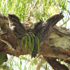 Podargus strigoides (Tawny Frogmouth) at Cranbrook, QLD - 18 Nov 2019 by TerryS