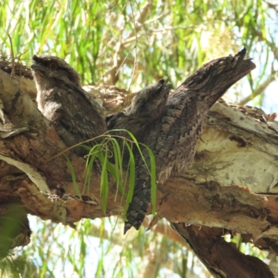 Podargus strigoides (Tawny Frogmouth) at Cranbrook, QLD - 18 Nov 2019 by TerryS