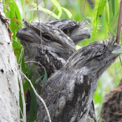 Podargus strigoides (Tawny Frogmouth) at Cranbrook, QLD - 14 Jan 2020 by TerryS