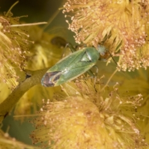 Amblypelta nitida at Scullin, ACT - 14 Sep 2021