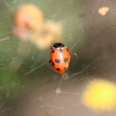 Hippodamia variegata (Spotted Amber Ladybird) at Deakin, ACT - 15 Sep 2021 by LisaH