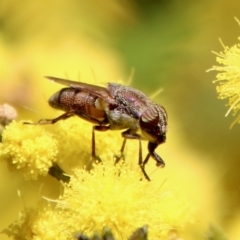 Stomorhina discolor (Snout fly) at Deakin, ACT - 15 Sep 2021 by LisaH