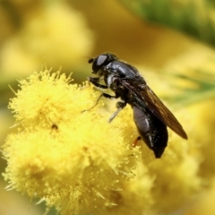 Psilota sp. (genus) at Deakin, ACT - 15 Sep 2021 by LisaH