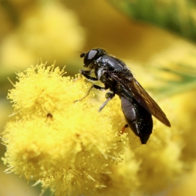 Psilota sp. (genus) at Deakin, ACT - 15 Sep 2021 by LisaH