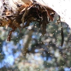 Apis mellifera (European honey bee) at Red Hill, ACT - 15 Sep 2021 by LisaH