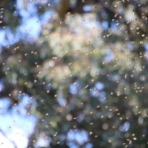 Apis mellifera at Red Hill, ACT - 15 Sep 2021 03:20 PM