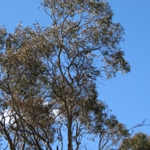 Apis mellifera at Red Hill, ACT - 15 Sep 2021 03:20 PM