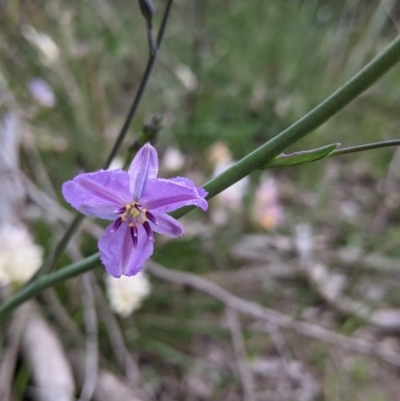 Arthropodium strictum (Chocolate Lily) at Glenroy, NSW - 15 Sep 2021 by Darcy