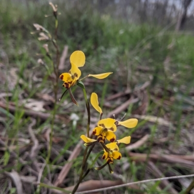 Diuris pardina (Leopard Doubletail) at West Albury, NSW - 15 Sep 2021 by Darcy