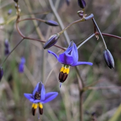 Dianella revoluta var. revoluta (Black-Anther Flax Lily) at West Albury, NSW - 15 Sep 2021 by Darcy