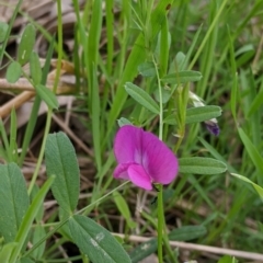 Vicia sativa (Common Vetch) at West Albury, NSW - 15 Sep 2021 by Darcy