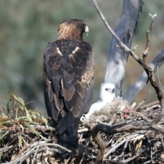 Aquila audax (Wedge-tailed Eagle) at Majura, ACT - 14 Sep 2021 by jb2602