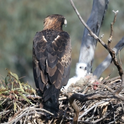 Aquila audax (Wedge-tailed Eagle) at Majura, ACT - 14 Sep 2021 by jbromilow50