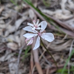 Burchardia umbellata (Milkmaids) at West Albury, NSW - 15 Sep 2021 by Darcy