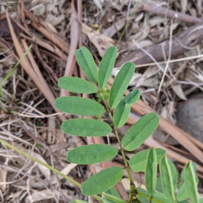 Indigofera australis subsp. australis (Australian Indigo) at West Albury, NSW - 15 Sep 2021 by Darcy