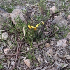 Diuris pardina (Leopard Doubletail) at West Albury, NSW - 15 Sep 2021 by Darcy