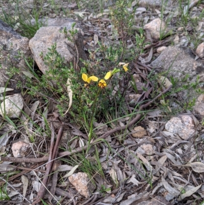 Diuris pardina (Leopard Doubletail) at West Albury, NSW - 15 Sep 2021 by Darcy