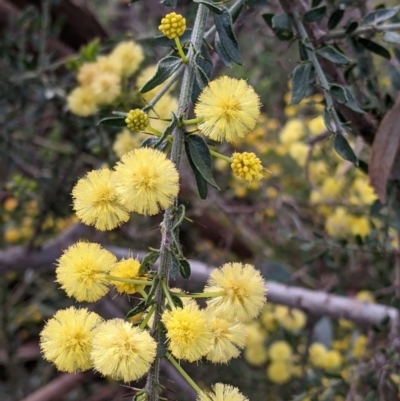Acacia paradoxa (Kangaroo Thorn) at West Albury, NSW - 15 Sep 2021 by Darcy