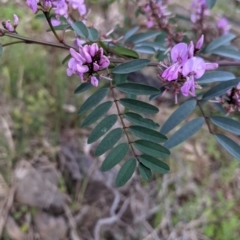 Indigofera australis subsp. australis (Australian Indigo) at West Albury, NSW - 15 Sep 2021 by Darcy