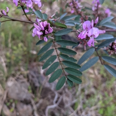 Indigofera australis subsp. australis (Australian Indigo) at West Albury, NSW - 15 Sep 2021 by Darcy
