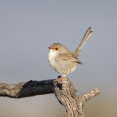 Malurus cyaneus (Superb Fairywren) at Majura, ACT - 14 Sep 2021 by jbromilow50