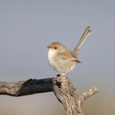 Malurus cyaneus (Superb Fairywren) at Majura, ACT - 14 Sep 2021 by jbromilow50