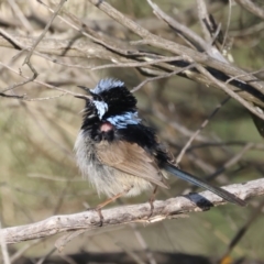 Malurus cyaneus at Majura, ACT - 14 Sep 2021 04:22 PM