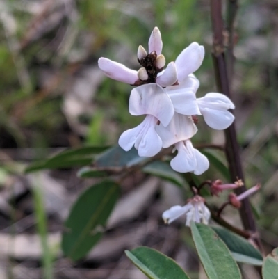 Indigofera australis subsp. australis (Australian Indigo) at West Albury, NSW - 15 Sep 2021 by Darcy